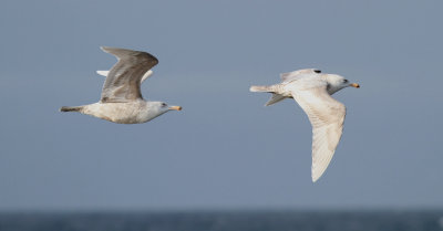 Glaucous Gull / Vittrut (Larus hyperboreus)