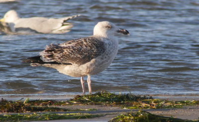 Great Black-backed Gull / Havstrut (Larus marinus)