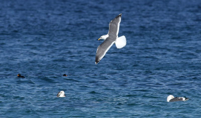 Slaty-backed Gull / Skiffertrut (Larus schistisagus)