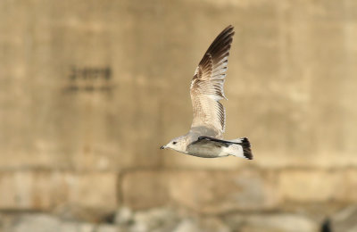 Kamchatka Gull / Fiskmås (Larus canus kamtschatschensis)