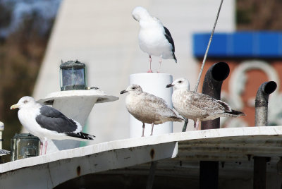 Larus schistisagus - 1st winter