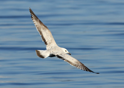 Mongolian Gull (Larus mongolicus) - S Korea