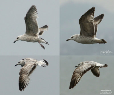 Mongolian gull / Mongoltrut (Larus mongolicus)