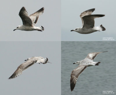 Mongolian gull / Mongoltrut (Larus mongolicus)