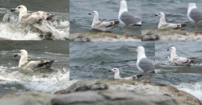 Mongolian gull / Mongoltrut (Larus mongolicus)