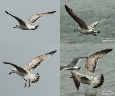 Mongolian gull / Mongoltrut (Larus mongolicus)