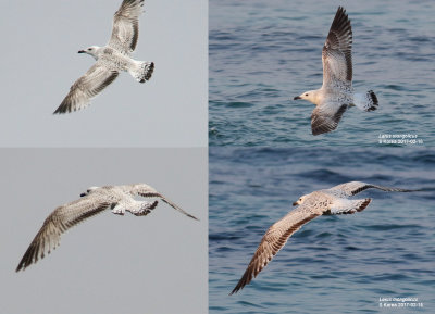 Mongolian gull / Mongoltrut (Larus mongolicus)