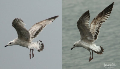 Mongolian gull / Mongoltrut (Larus mongolicus)