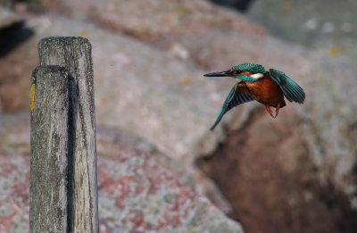 Kingfisher / Kungsfiskare (Alcedo atthis)