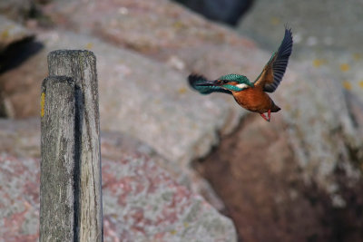 Kingfisher / Kungsfiskare (Alcedo atthis)