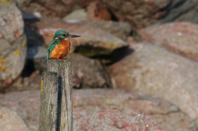 Kingfisher / Kungsfiskare (Alcedo atthis)