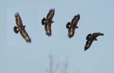 Greater Spotted Eagle / Större skrikörn (Clanga clanga)