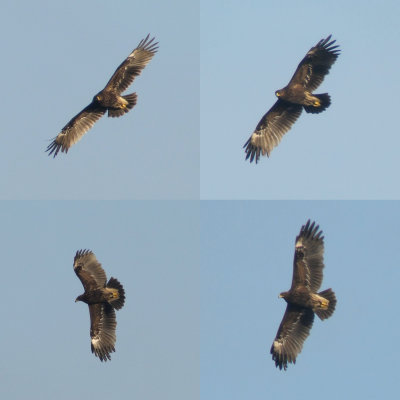 Greater Spotted Eagle / Större skrikörn (Clanga clanga)