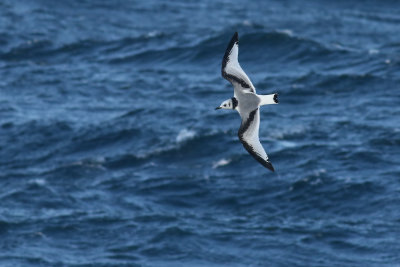 Kittiwake (Rissa tridactyla)