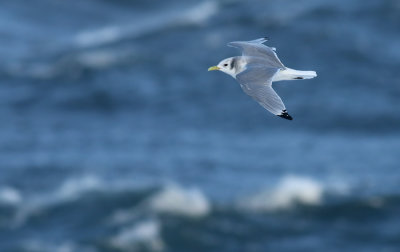 Kittiwake / Tretåig mås (Rissa tridactyla)