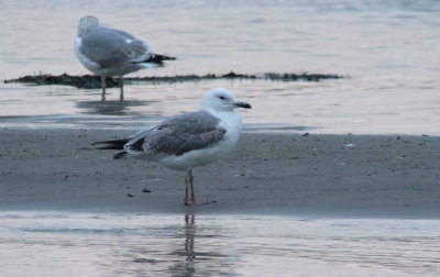 Caspian Gull / Kaspisk trut (Larus cachinnans)