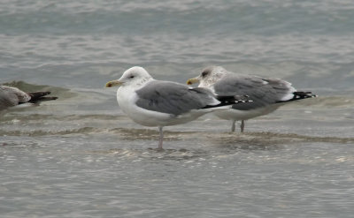 Caspian Gull / Kaspisk trut (Larus cachinnans)