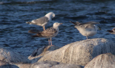 Caspian Gull / Kaspisk trut (Larus cachinnans)