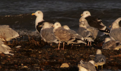 Caspian Gull / Kaspisk trut (Larus cachinnans)