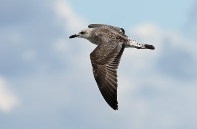Caspian Gull / Kaspisk trut (Larus cachinnans)