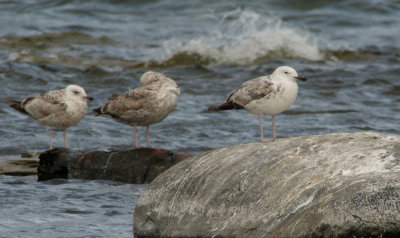 Caspian Gull / Kaspisk trut (Larus cachinnans)