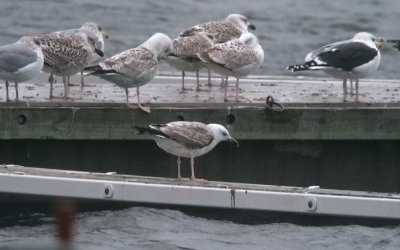 Caspian Gull / Kaspisk trut (Larus cachinnans)