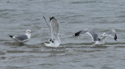 Caspian Gull / Kaspisk trut (Larus cachinnans)