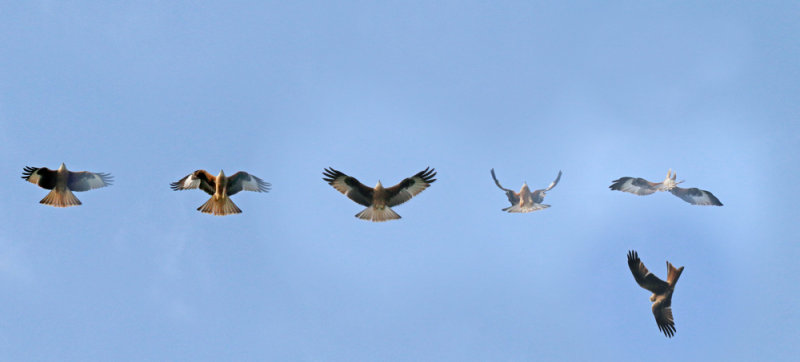 montage of a red kite performing aerobatics, Norfolk
