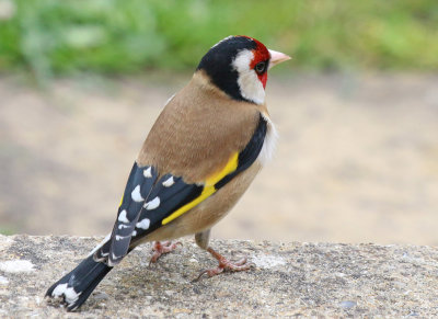 Goldfinch.