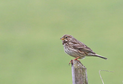 corn bunting, Pertwood, Wiltshire