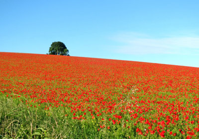 organic oat field, Pertwood, Wiltshire.