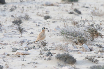 creamed-coloured courser