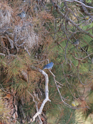 blue chaffinches and canaries