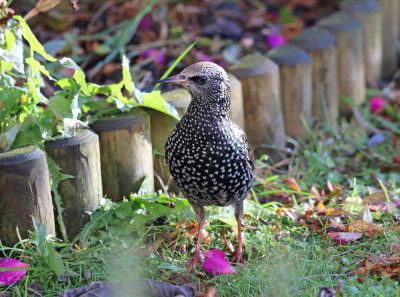 starling