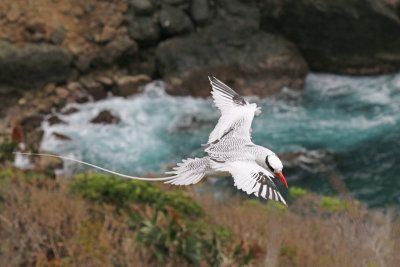red-billed tropicbird