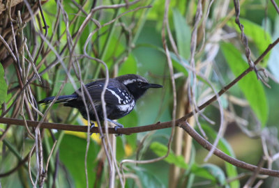 white-fringed antwren