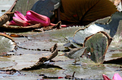 spotted sandpiper