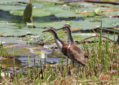juvenile wattled jacana