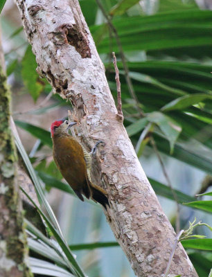 golden-olive woodpecker