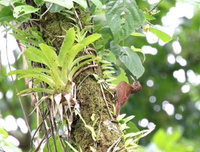 cocoa woodcreeper
