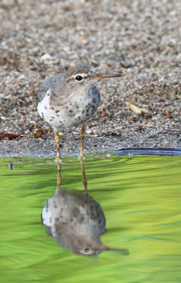 spotted sandpiper