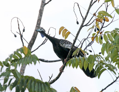Trinidad piping guan