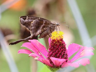 long-tailed skipper