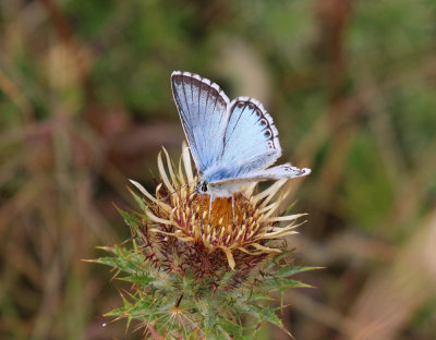 male chalkhill blue, Norfolk