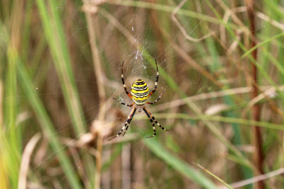 wasp spider, Minsmere, Suffolk