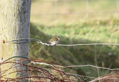 yellow-browed warbler, Bull's Park, Fair Isle.