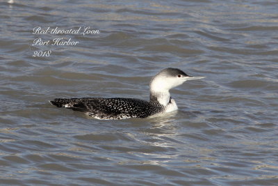 Loon-Red-throated 3.jpg