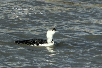 Ducks Geese Grebes