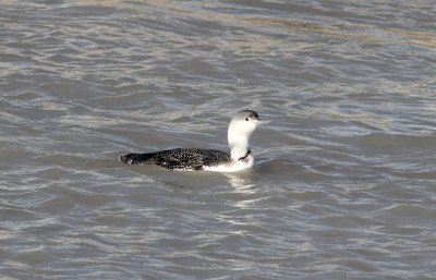 Swans Pelicans Loons