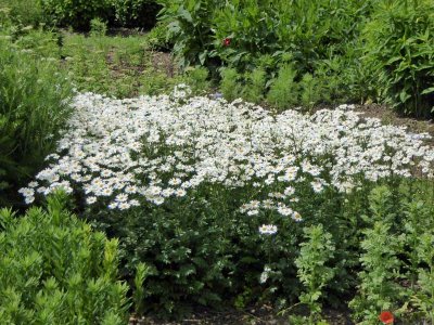 wonderful array of plants and trees